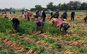 胡蘿蔔這樣挑！台南農改場曝兩招：紮實沉重、外觀端正