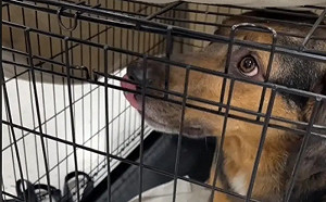 認養會剩牠沒找到家！牧牛犬現況曝光