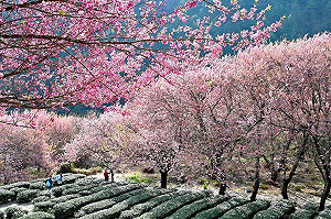 懶人包》武陵農場228連假「櫻花季管制措施」報你知