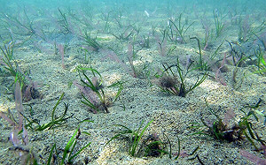 3/1世界海草日！澎湖漁業中心：移植保育10年  海草已增50倍