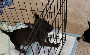 見正臉照傻眼！他以為收編到吉娃娃姊妹