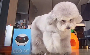 灰貴賓犬「看到鏡頭」就爆衝！結怨原因曝光