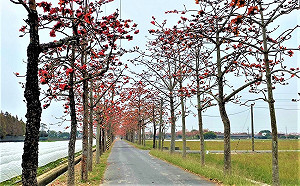 白河木棉花已開7成！春季台南一日遊：日賞花海夜賞燈會