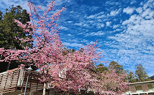 粉紅花海來了！阿里山花季3/10開跑  交管措施一次看
