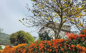 黃花風鈴本盛開！新竹縣「3處賞花點」免費看花