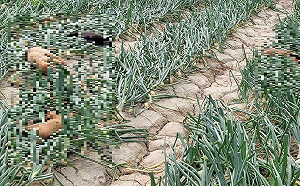 屏東車城驚傳毒狗事件 縣府下令嚴查違法將重罰