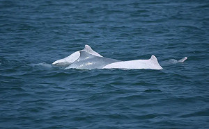 有片／白海豚現身台中港　海保署連三年目擊