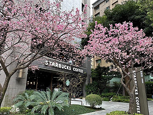 賞花兼祈福！竹林山觀音寺、最美星巴克櫻花陸續綻放