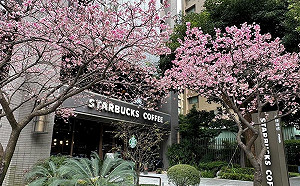 賞花兼祈福！竹林山觀音寺、最美星巴克櫻花陸續綻放