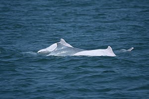 白海豚淪犧牲品？環團控「台中港填海工程」規避環評 港務公司回應了
