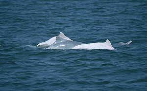 白海豚112年調查結果出爐！成體數量約50隻 少年期個體再＋1　