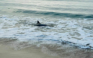 墾丁南灣海豚擱淺死亡！成大鯨豚中心將解剖釐清死因