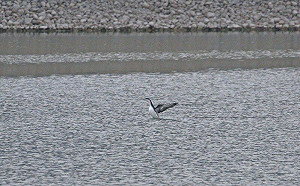 超罕見！北極嬌客「紅喉潛鳥」現蹤南投人工湖