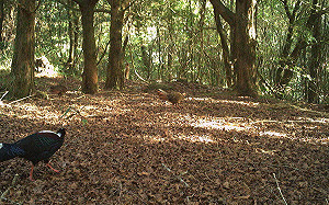 沒發現自動相機 藍腹鷴大跳求偶舞全都錄萌度破表