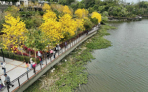 懶人包》春天來了！春遊8大賞花景點一次看