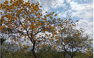 台南虎頭埤三花齊放！木棉、黃花風鈴木、火焰木各展風情