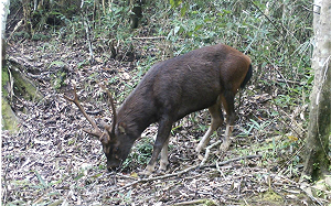 15年來首見！太魯閣中低海拔首次發現水鹿