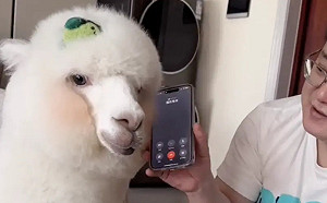 逼瘋犯罪集團！草泥馬接詐騙電話神回覆