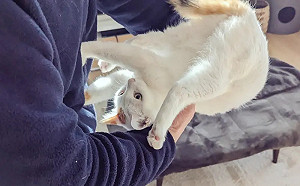 三花貓「體操姿勢抵抗」不給抱！超強照爆紅