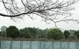 植樹節百年老樹被「困」 吳音寧承父志發聲槓台糖