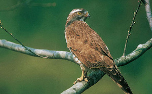 灰面鷲過境八卦山！彰化賞鷹活動3/16盛大登場 