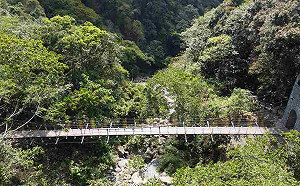 登山族嗨翻！嘉義超美獨立山步道1號吊橋全線開放