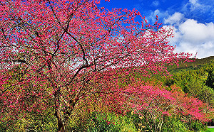 小說》橫渡牛稠溪