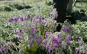 台灣冰雪奇緣！武陵農場變身冰晶世界  櫻草花結冰美景曝光