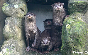 北市動物園新亮點！小爪水獺寶寶滿3個月  戶外學游泳耍萌