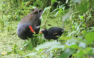 台灣首次「鳥類地圖計畫」邀民眾參與！預計2028年繪製完成