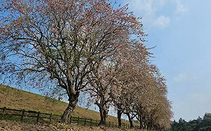 騎車賞南洋櫻！烏山頭水庫鄉「大圳之路騎車趣」4月登場