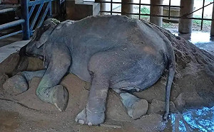 大象奶奶「工作80年」沒休息過！動保出手了