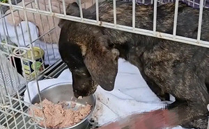 大黑狗中陷阱「前腳全斷」！堅強獲救超心疼