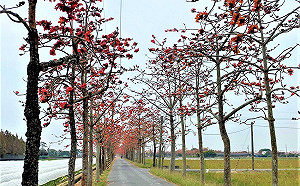 懶人包》賞花攻略！春遊台南5大花卉景點一次看