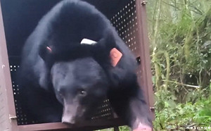 死了6隻台灣黑熊！困陷阱救援事件頻傳   監察院促農業部改善