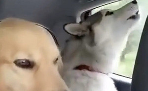 表情逐漸母湯！阿金坐車整路聽二哈鬼叫