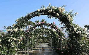 3月賞花去！台北玫瑰園800種玫瑰一次看夠