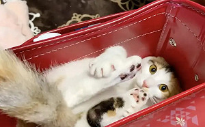 四腳朝天塞進書包！黏人貓不想和姊姊分開