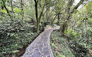採海芋順遊！陽明山竹子湖秘境步道 一覽田園美景