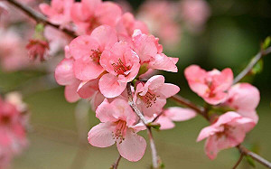 武陵農場花季接力！海棠接棒櫻花 4月中前豔麗綻放