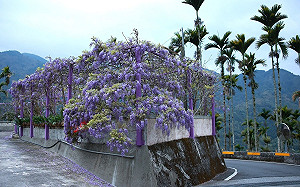 紫藤花季開跑！3月到嘉義感受紫色浪漫