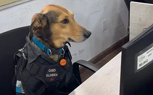 浪汪躺警局趕不走！所長「破格讓牠當警犬」