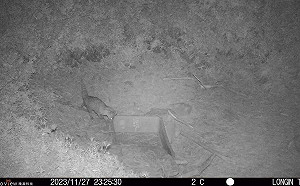 玉山塔塔加現蹤新嬌客！玉管處：「謎樣麝香貓」創最高活動紀錄