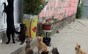  打羽毛球踩到流浪貓摔成｢10級傷殘｣告投餵者 中國法院判賠106萬!