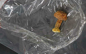 2巴西蘑菇「重金屬檢測」不合格！食藥署：罰3萬元