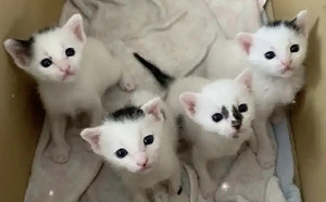 整窩奶貓複製貼上！貓爸海苔瀏海基因太強