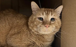 親人橘貓「半年等不到家」！性格180度轉變