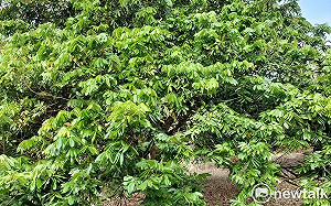 荔枝龍眼拒絕開花果農愁  農業部長允諾立即災損公告