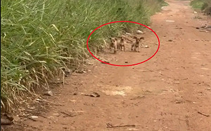 土黃色小狗路邊竄出！牠鼓起勇氣帶頭獲救