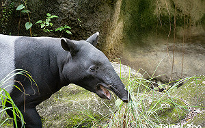 馬來膜「貘豆」遠赴日本！北市動物園曝：將與櫻花貘共組家庭